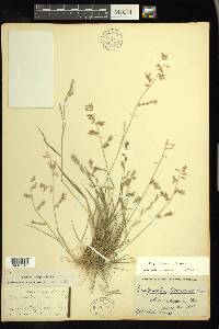 Eragrostis cumingii image