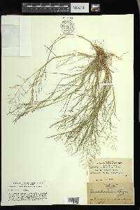 Eragrostis pilosa image