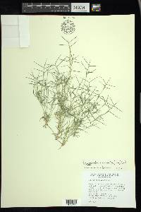 Eragrostis hypnoides image