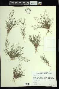 Eragrostis frankii image