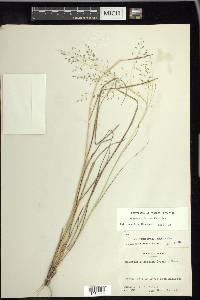 Eragrostis intermedia image