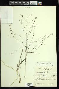 Eragrostis refracta image