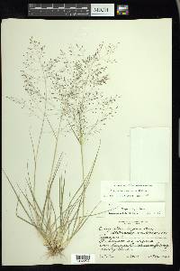 Eragrostis intermedia image