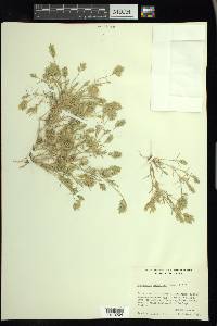 Eragrostis hypnoides image