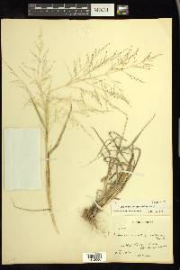 Eragrostis curtipedicellata image