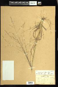 Eragrostis refracta image