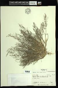 Eragrostis frankii image