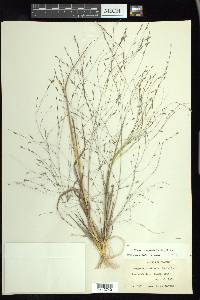 Eragrostis refracta image