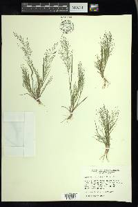 Eragrostis frankii image