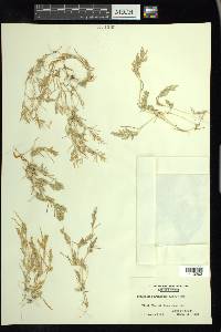 Eragrostis hypnoides image