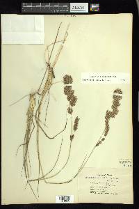 Eragrostis secundiflora image