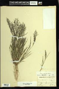 Eragrostis frankii image