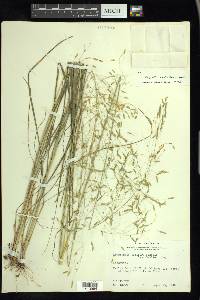 Eragrostis trichodes image