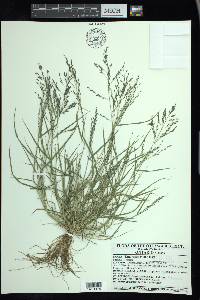 Eragrostis minor image