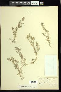 Eragrostis hypnoides image