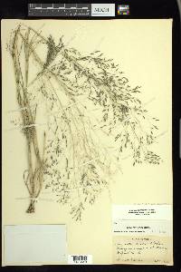 Eragrostis pectinacea var. miserrima image