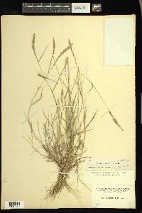 Eragrostis ciliaris image