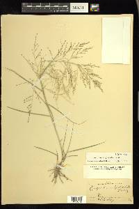 Eragrostis curtipedicellata image