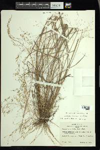 Eragrostis trichodes image