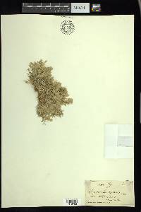 Eragrostis reptans image