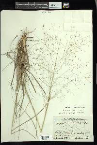 Eragrostis intermedia image