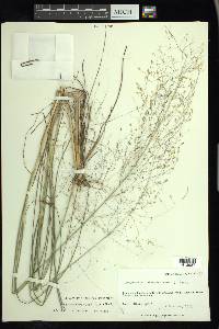 Eragrostis trichodes image