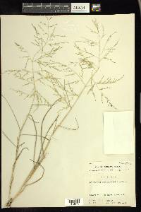 Eragrostis curtipedicellata image