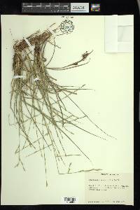 Eragrostis sessilispica image