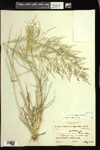 Eragrostis curtipedicellata image