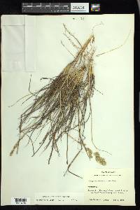 Eragrostis secundiflora image