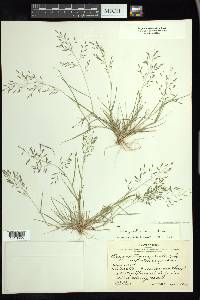 Eragrostis pectinacea var. miserrima image