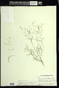 Eragrostis pectinacea var. miserrima image