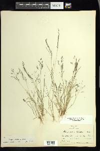 Eragrostis pilosa image