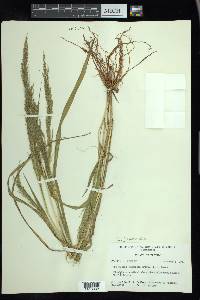 Eragrostis japonica image