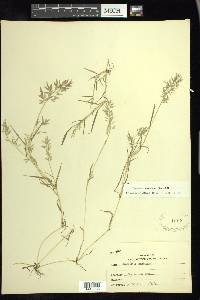 Eragrostis hypnoides image