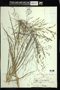 Eragrostis refracta image