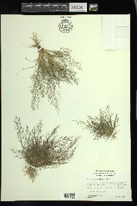 Eragrostis frankii image