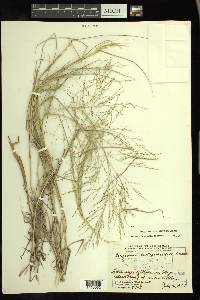 Eragrostis curtipedicellata image