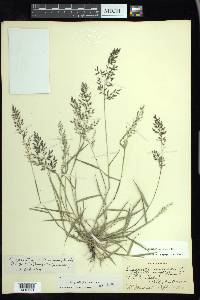 Eragrostis minor image