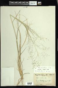 Eragrostis intermedia image