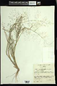 Eragrostis pilosa image