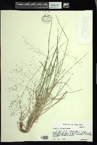 Eragrostis intermedia image