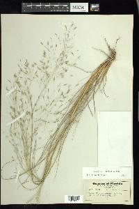 Eragrostis elliottii image