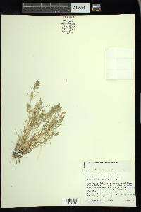 Eragrostis hypnoides image