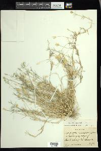 Eragrostis reptans image