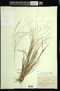 Eragrostis refracta image