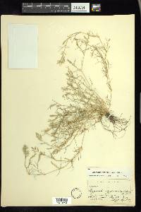 Eragrostis hypnoides image