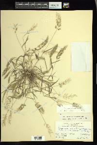 Eragrostis amabilis image