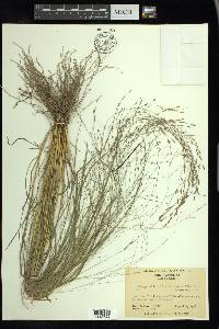 Eragrostis refracta image