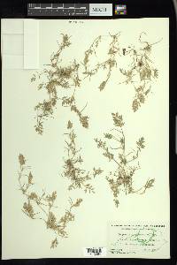 Eragrostis hypnoides image